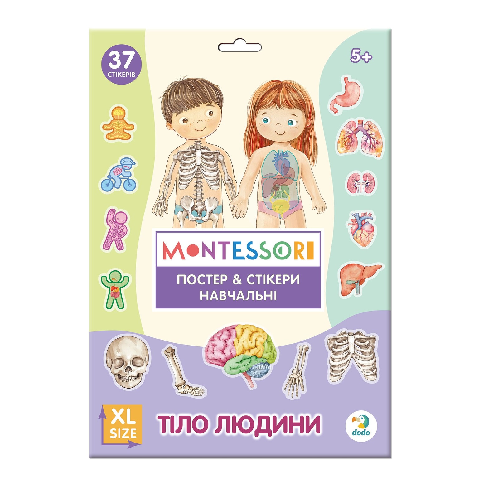 Навчальний постер з наклейками Тіло людини XL Dodo 300901 95238 Dodo